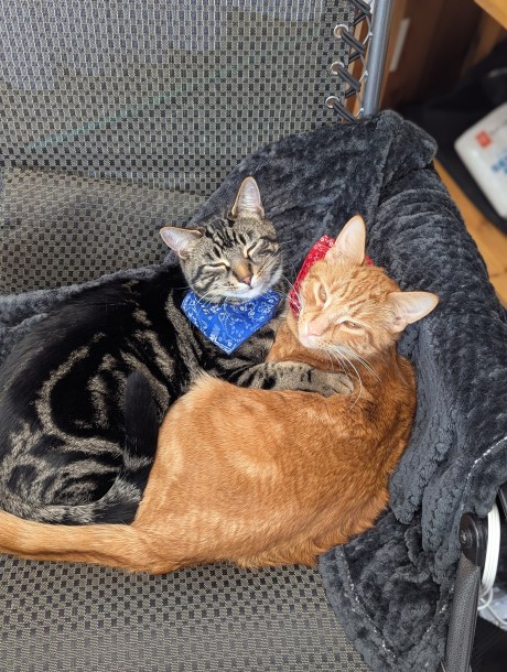 An Update from Carol Anne